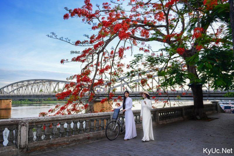 Nữ sinh Xứ Huế với hình ảnh cây phượng vĩ đỏ thắm bên cầu Trường Tiền